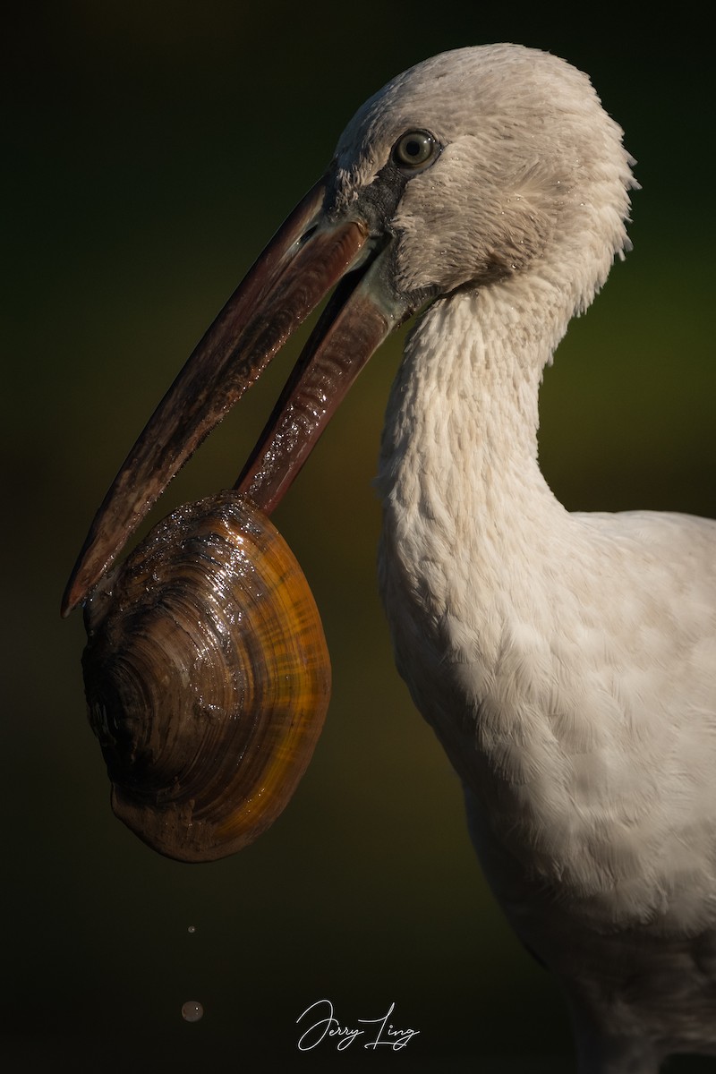 Asian Openbill - ML646789508