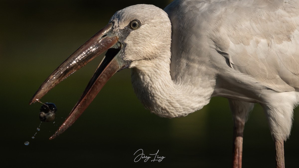 Asian Openbill - ML646789509