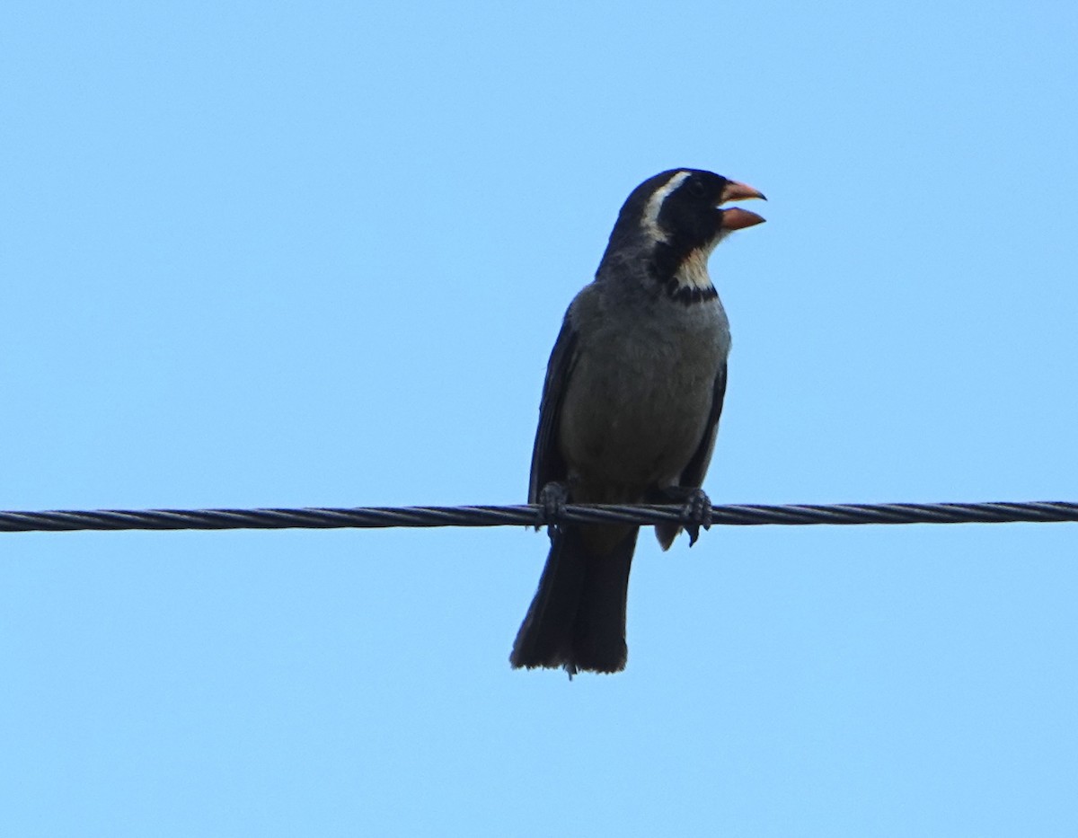 Golden-billed Saltator - ML646789512