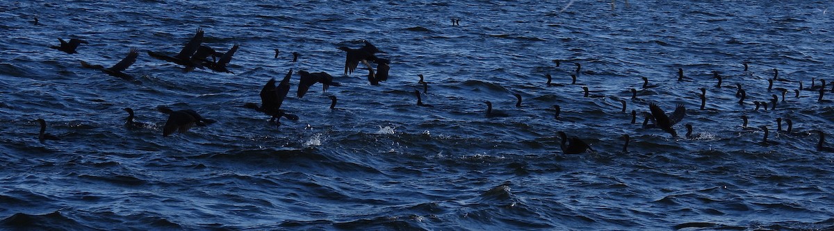 Ушастый баклан - ML646789513