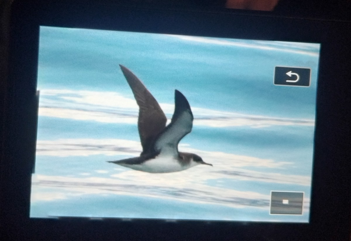 Manx Shearwater - ML646789514