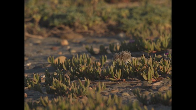 Itsas mika amerikarra - ML646789515