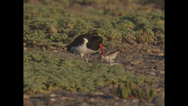 Itsas mika amerikarra - ML646789516