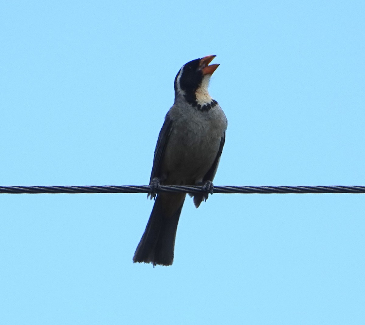 Golden-billed Saltator - ML646789517