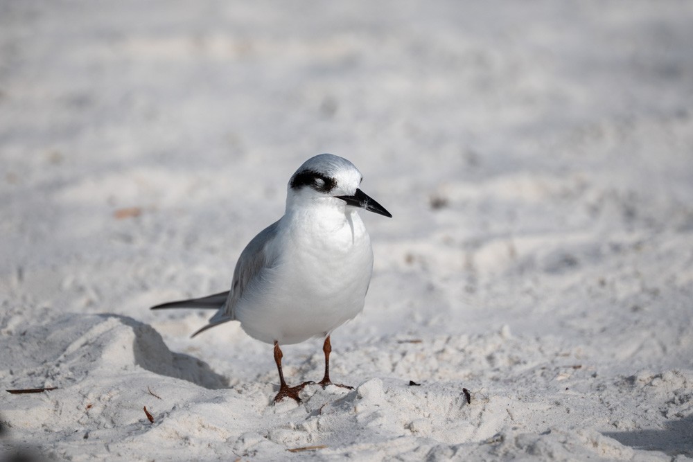 Forster's Tern - ML646789520