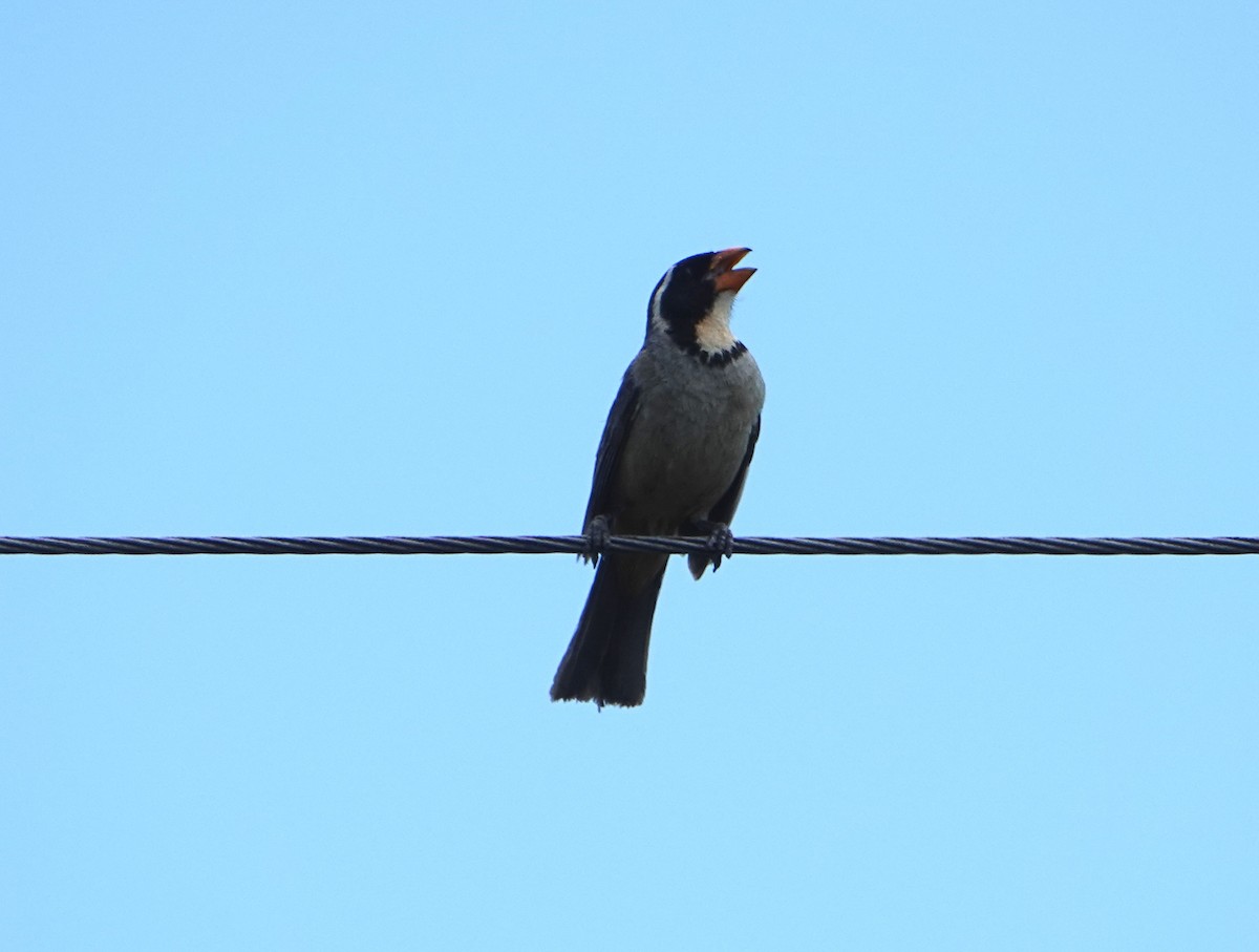 Golden-billed Saltator - ML646789524