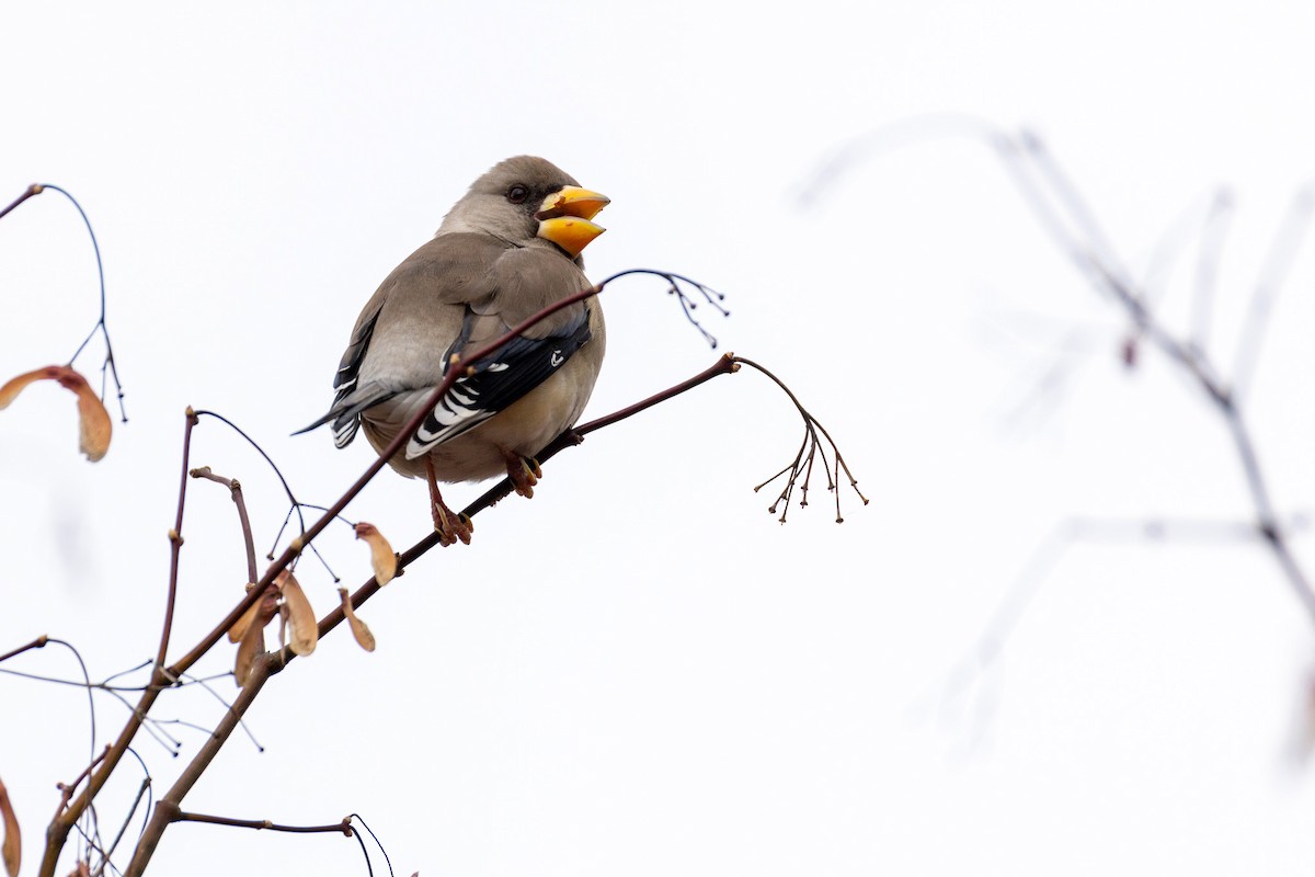 Yellow-billed Grosbeak - ML646789525