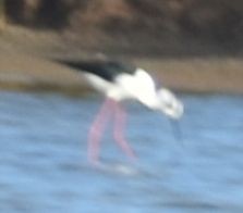 Black-winged Stilt - ML646789526