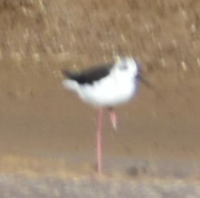 Black-winged Stilt - ML646789527