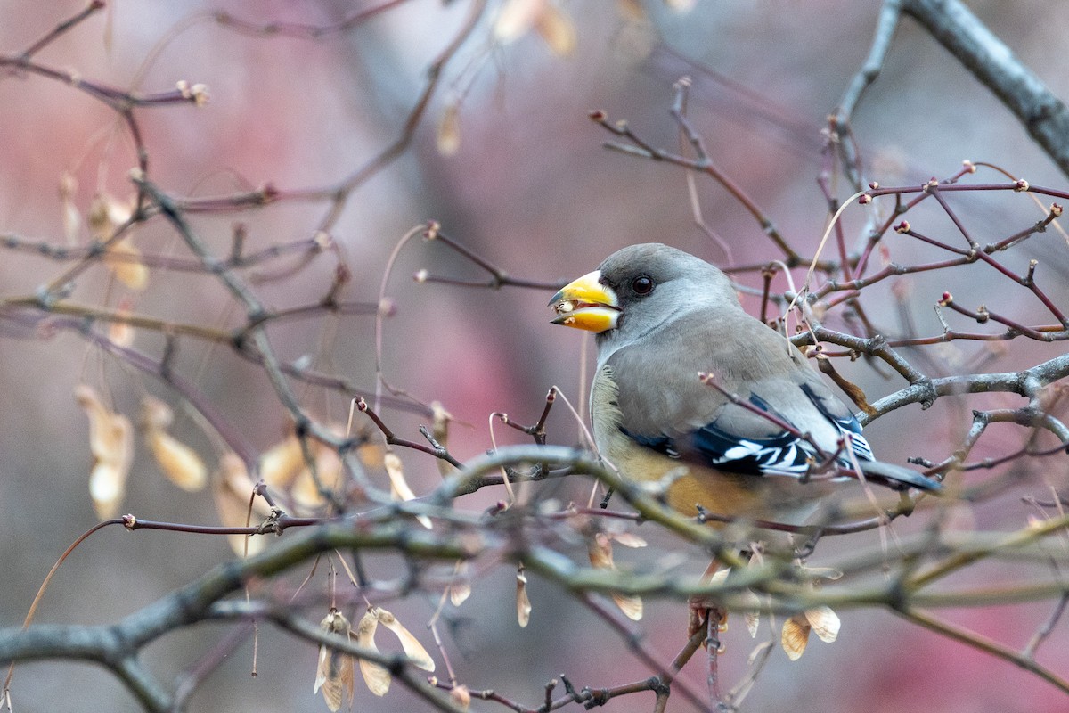 Yellow-billed Grosbeak - ML646789528