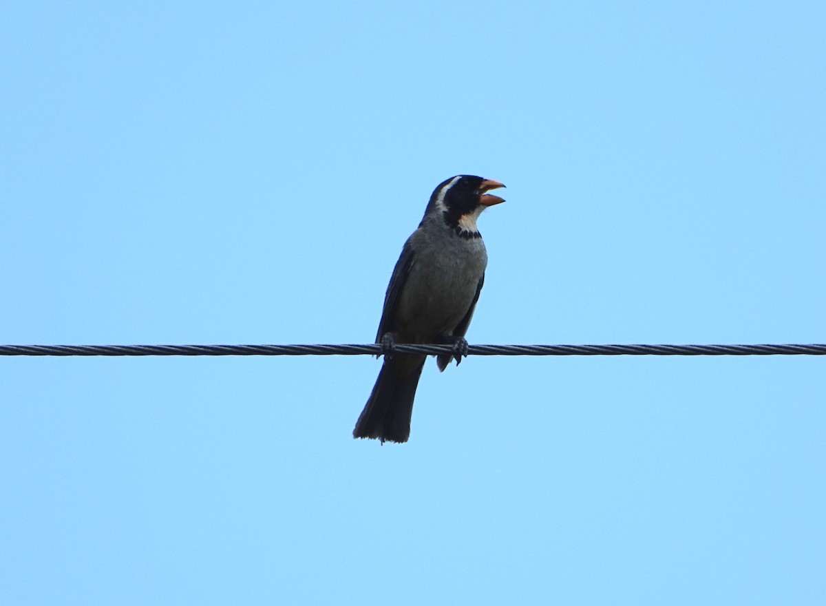 Golden-billed Saltator - ML646789529