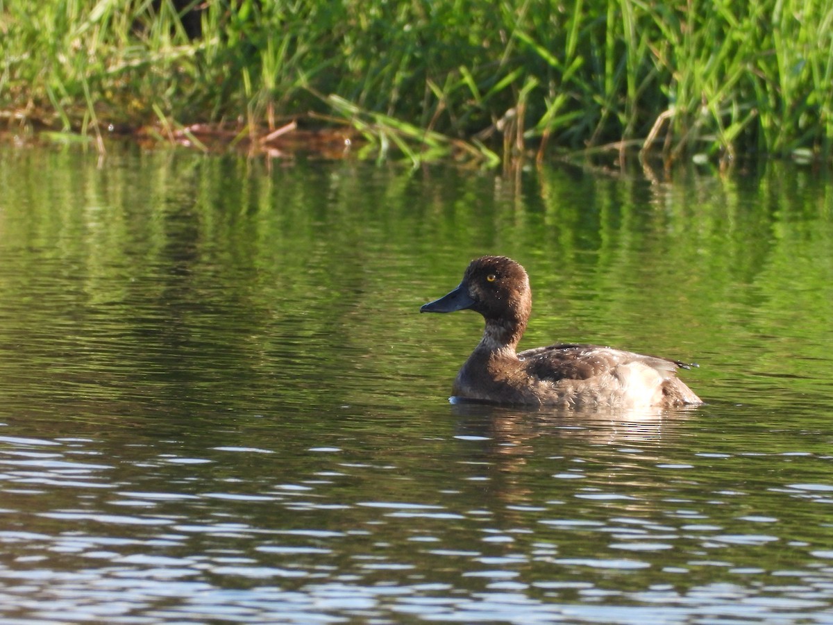 Tepeli Patka - ML646789530