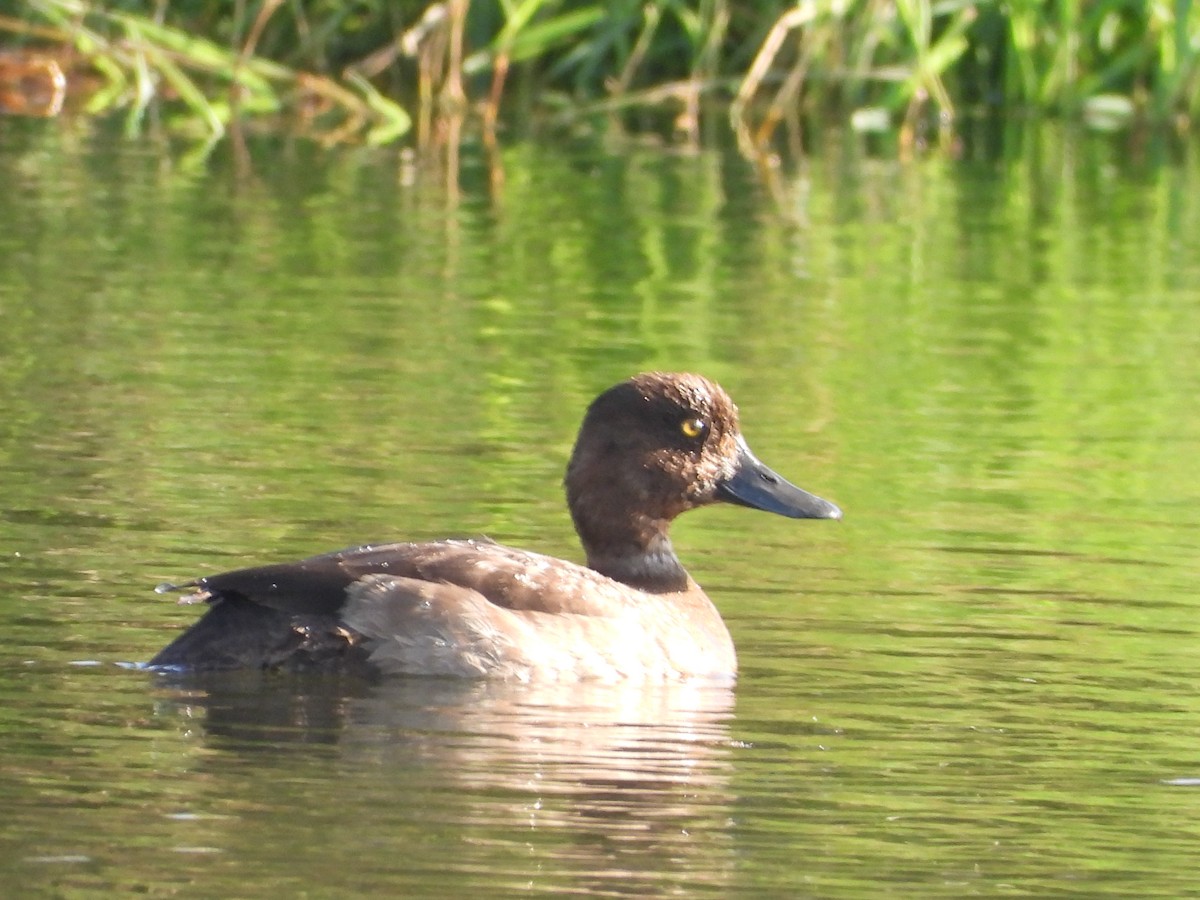 Tepeli Patka - ML646789531