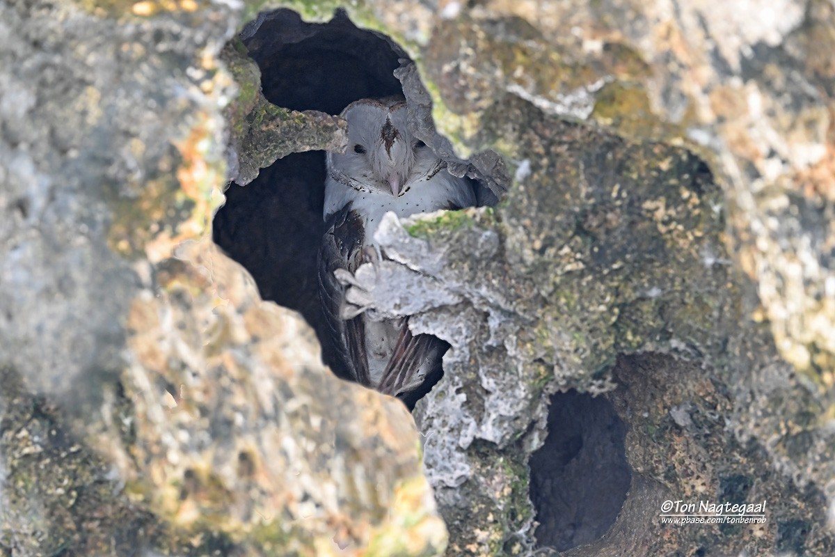 Amerikaschleiereule - ML646789533