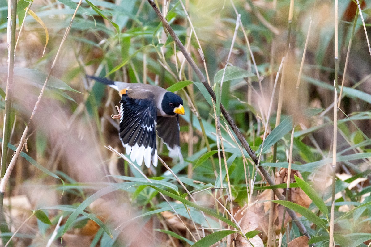 Yellow-billed Grosbeak - ML646789534