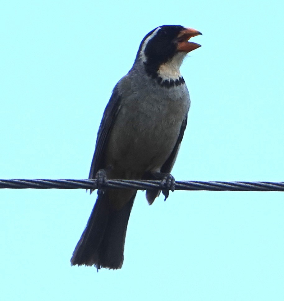 Golden-billed Saltator - ML646789539