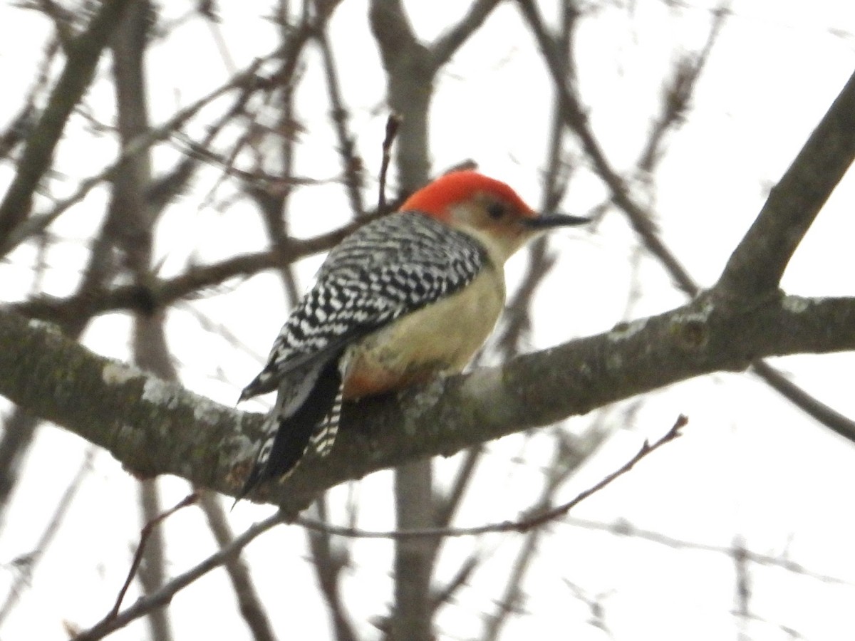 Carpintero de Carolina - ML646789541