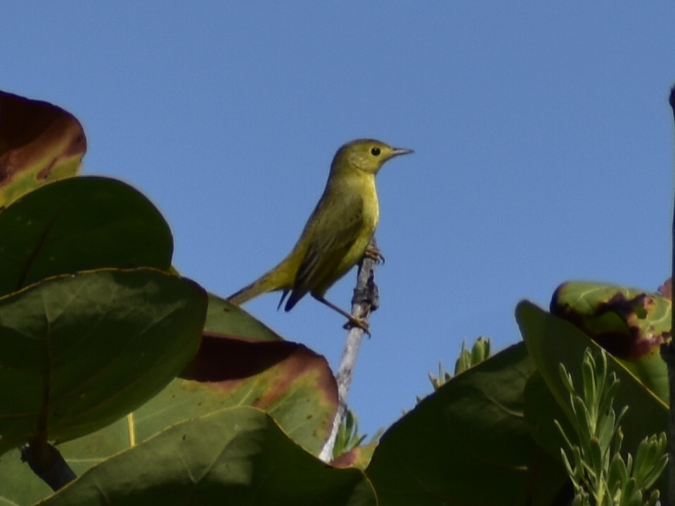 Northern Yellow Warbler - ML646789543
