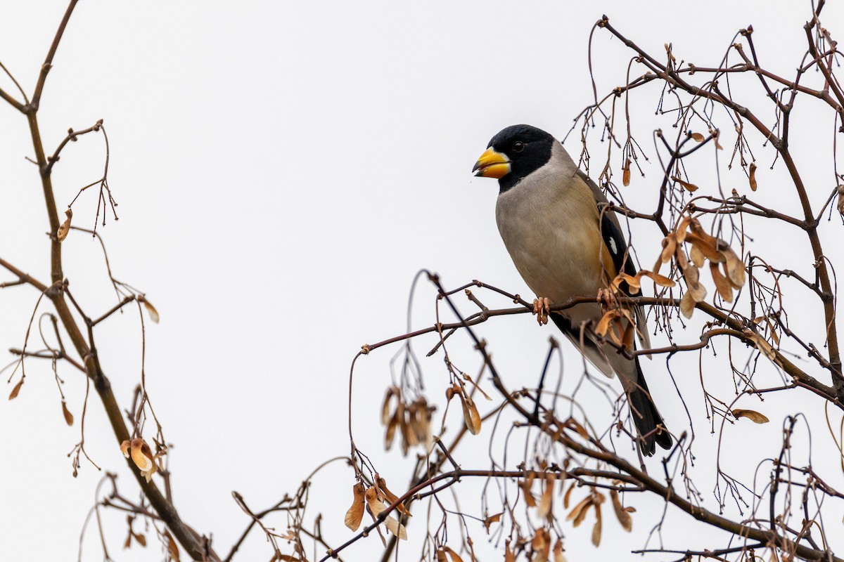 Yellow-billed Grosbeak - ML646789545