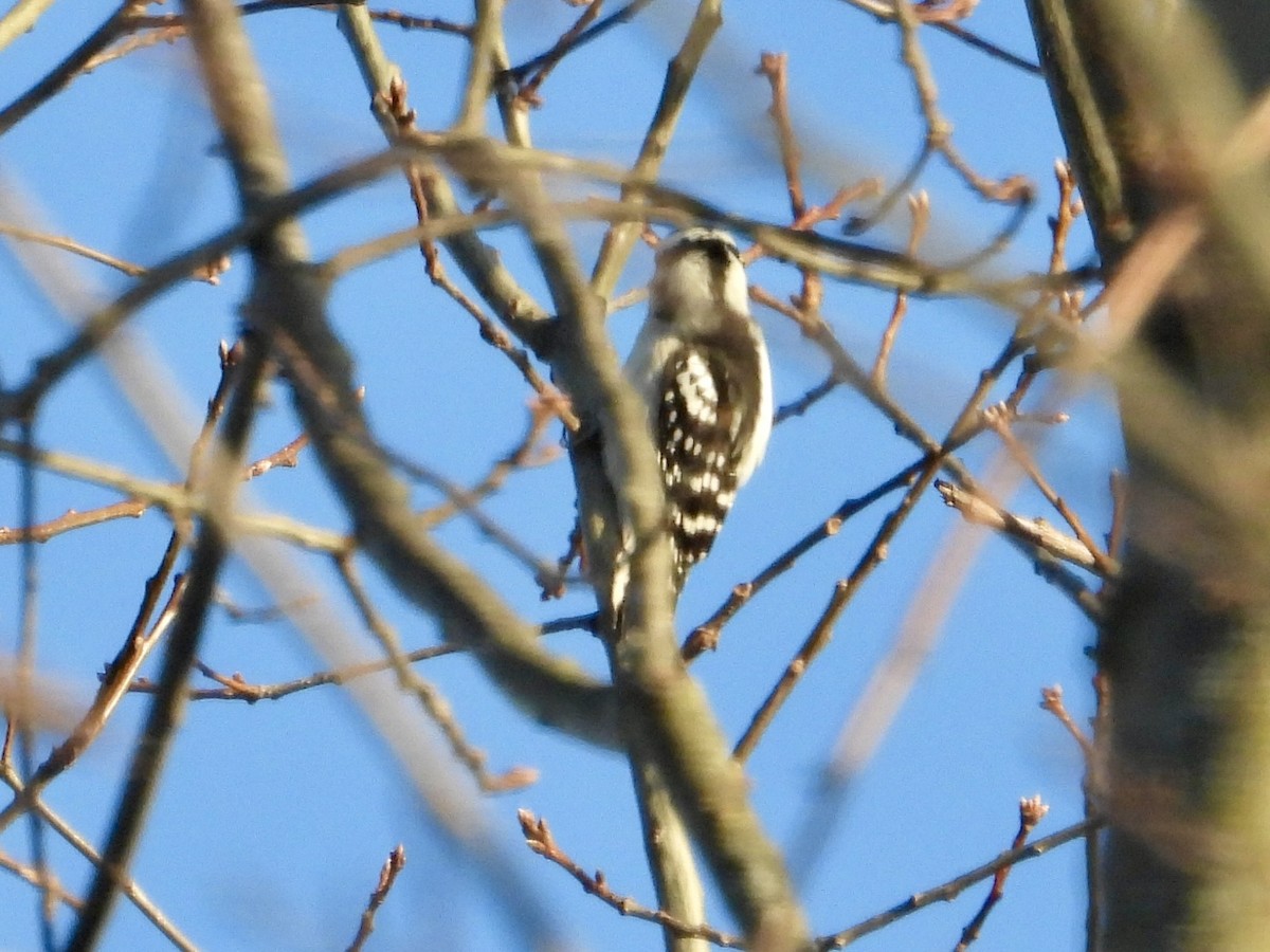 Pico Pubescente - ML646789546
