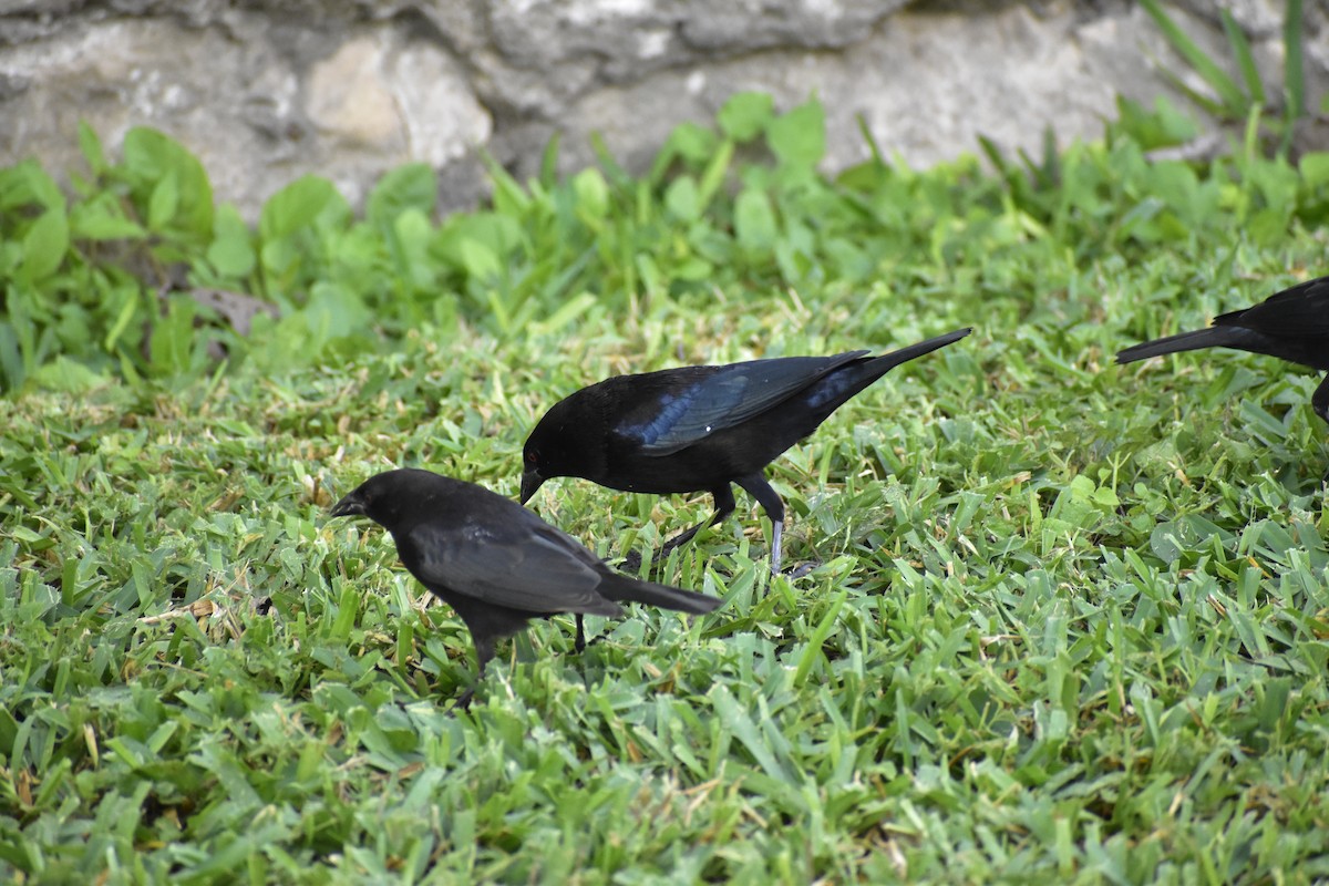 Bronzed Cowbird - ML646789547