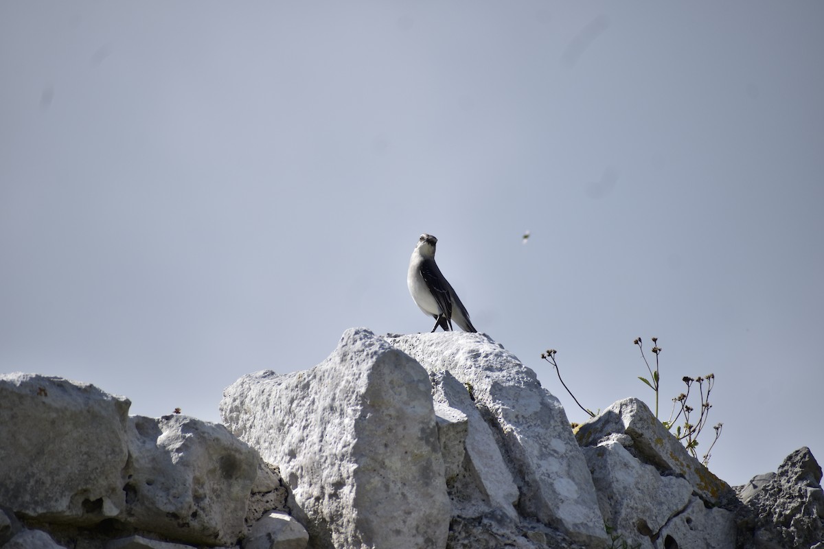 Tropical Mockingbird - ML646789549