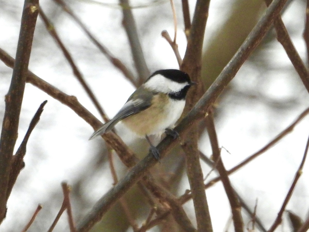 Black-capped Chickadee - ML646789550