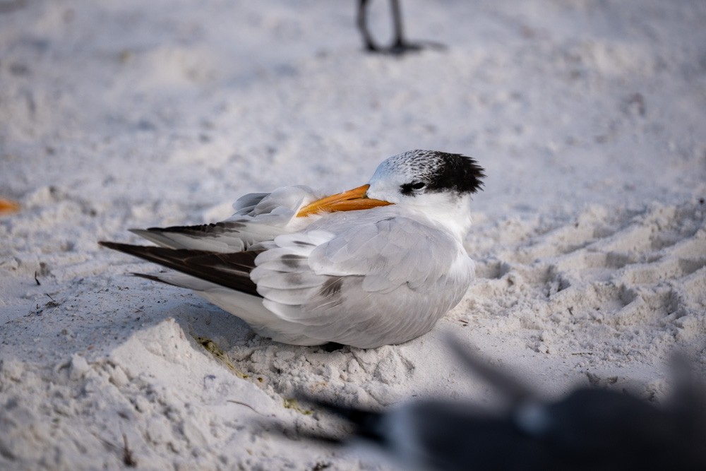 Royal Tern - ML646789552