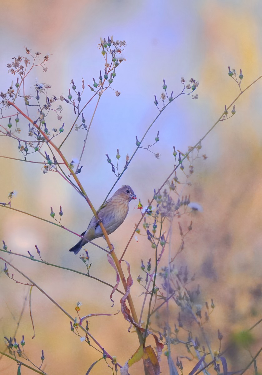 Karmingimpel - ML646789553