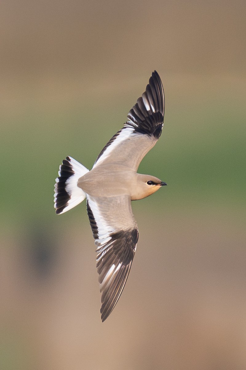 שדמית קטנה - ML646789554