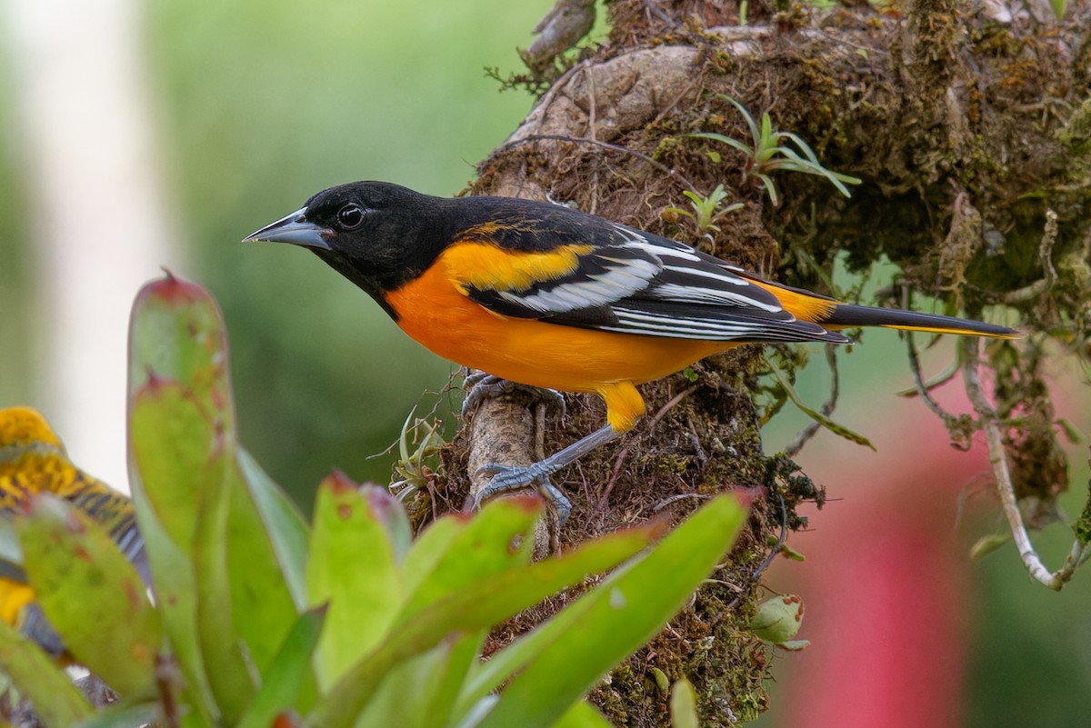 Baltimore Oriole - ML646789556