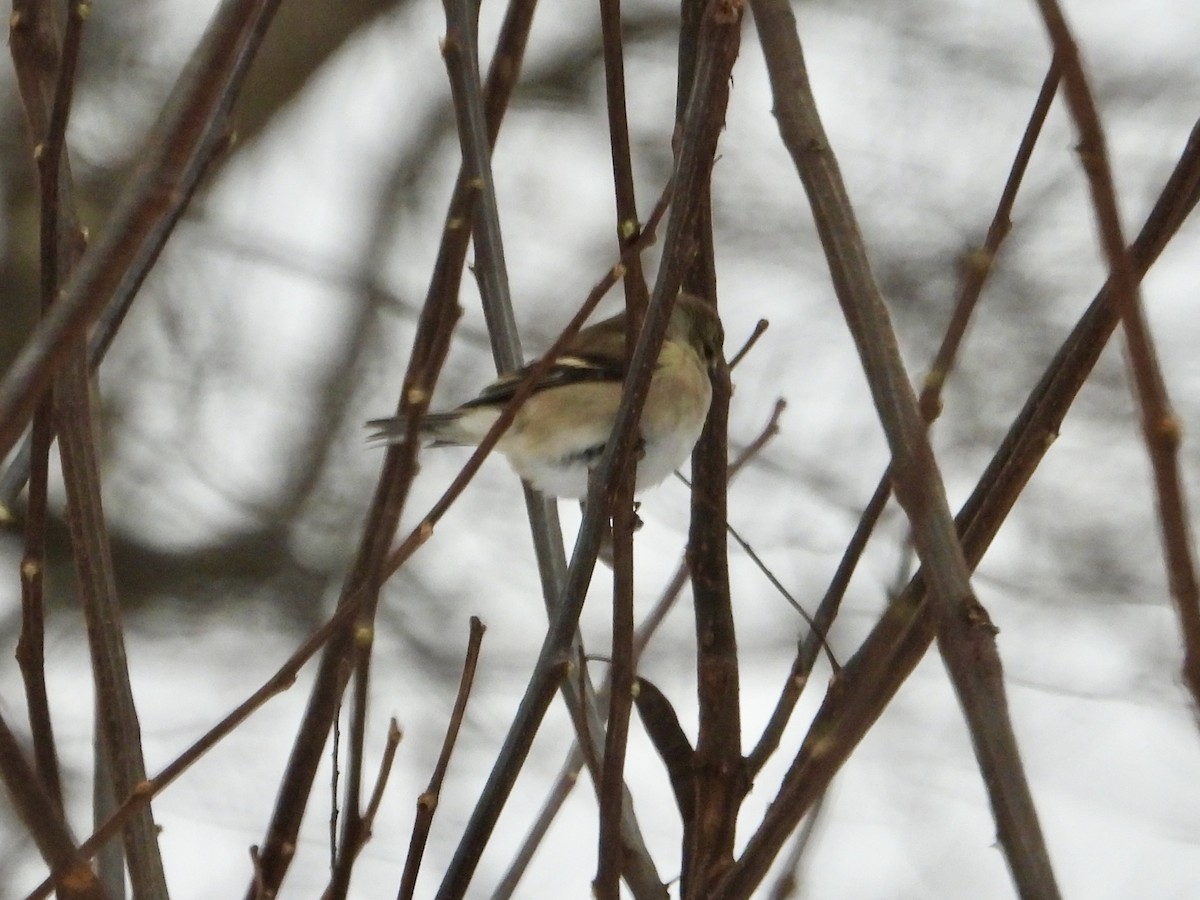 Jilguero Yanqui - ML646789559