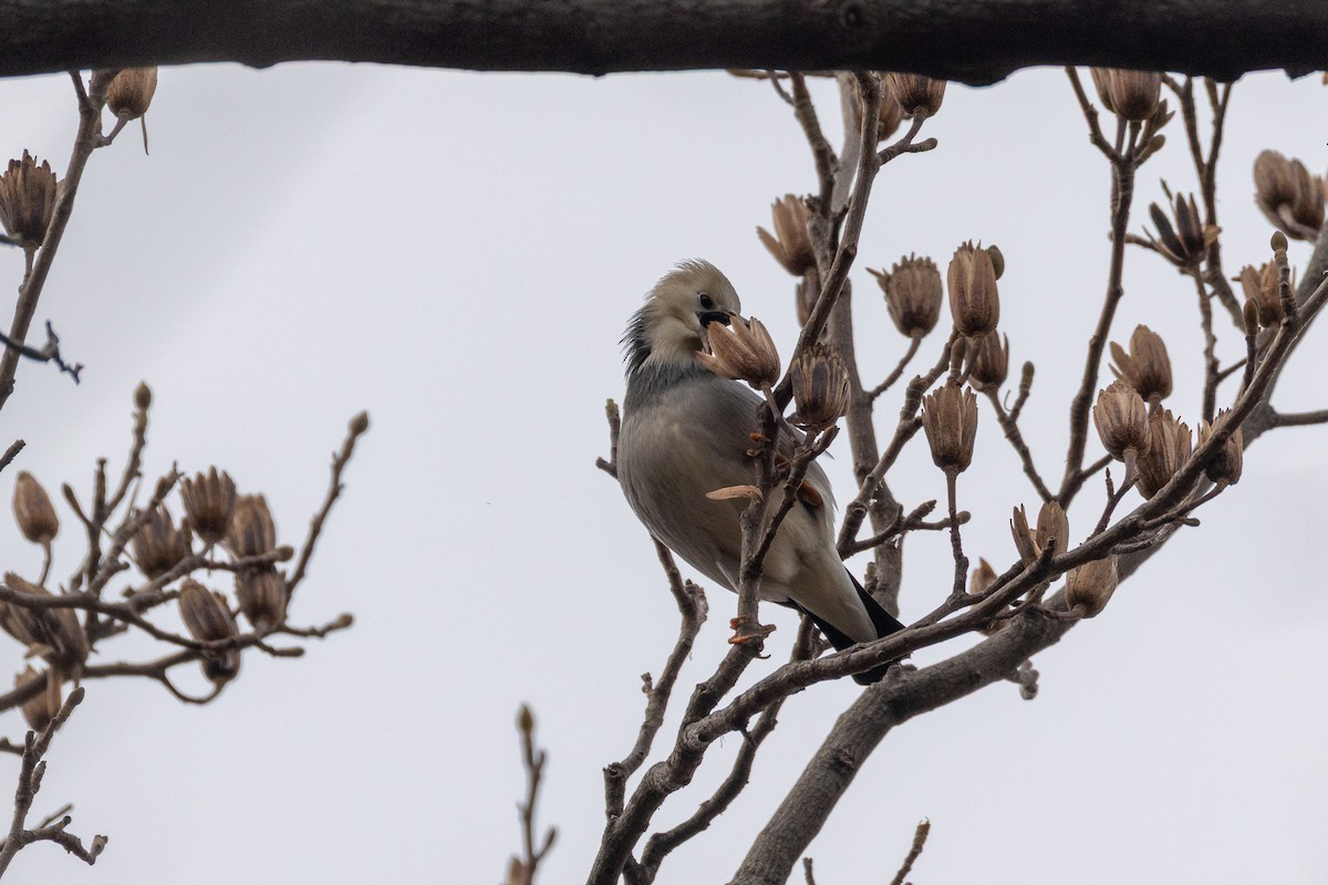 Red-billed Starling - ML646789560
