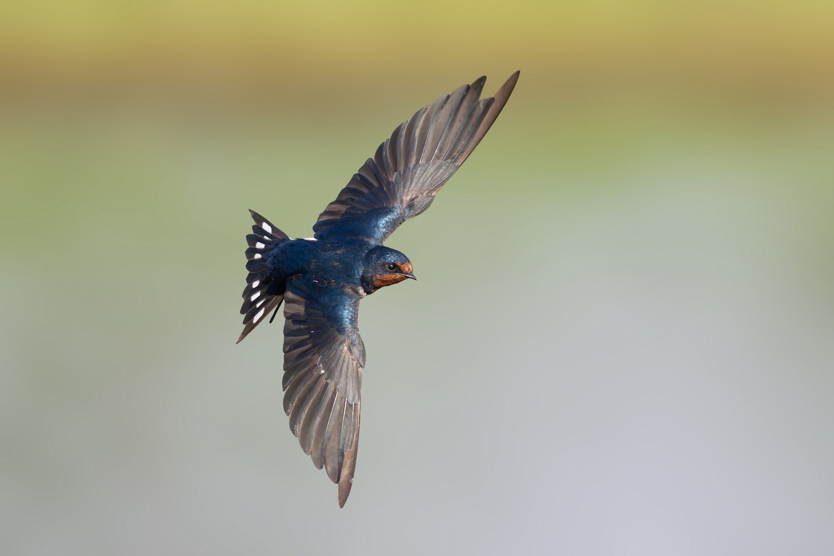 Barn Swallow - ML646789561
