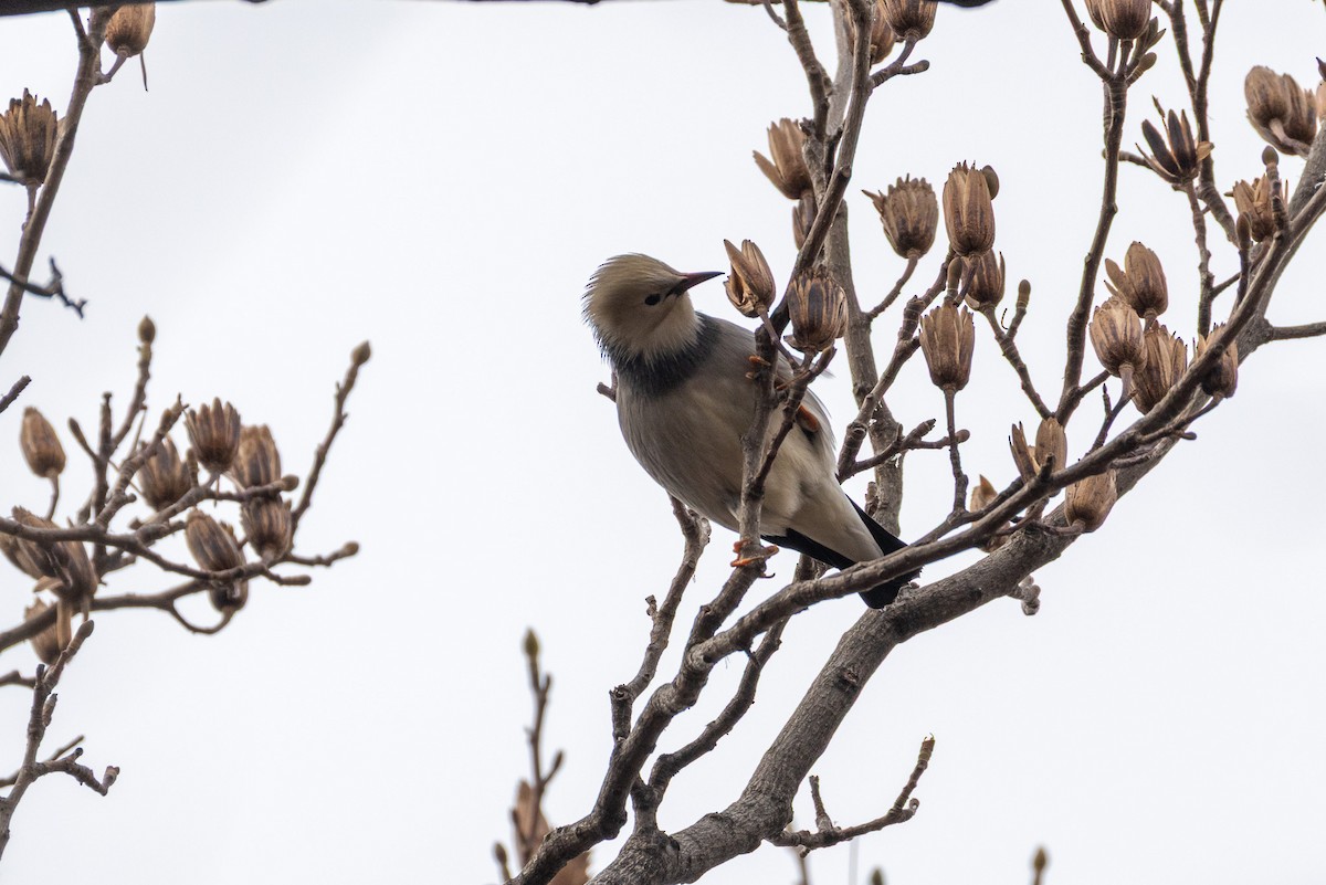 Red-billed Starling - ML646789563
