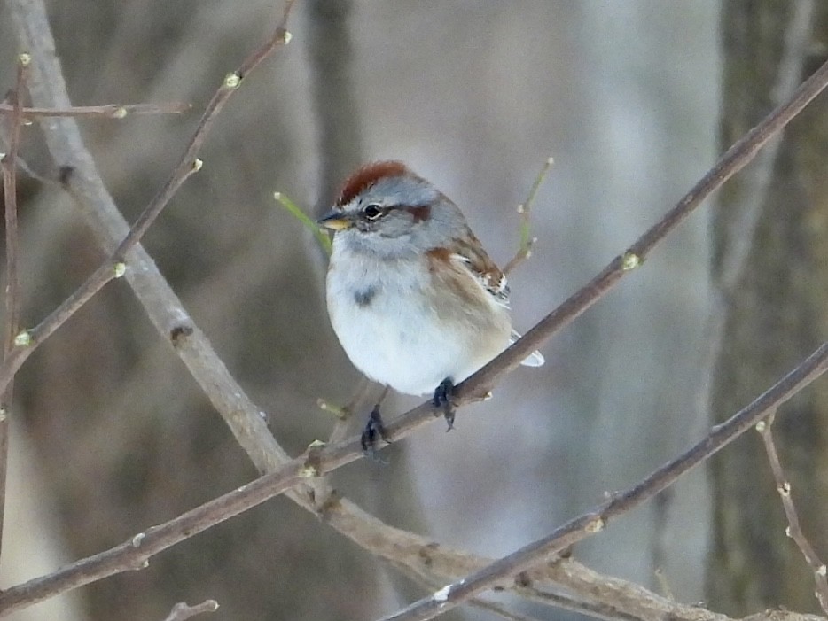 Chingolo Arbóreo - ML646789564