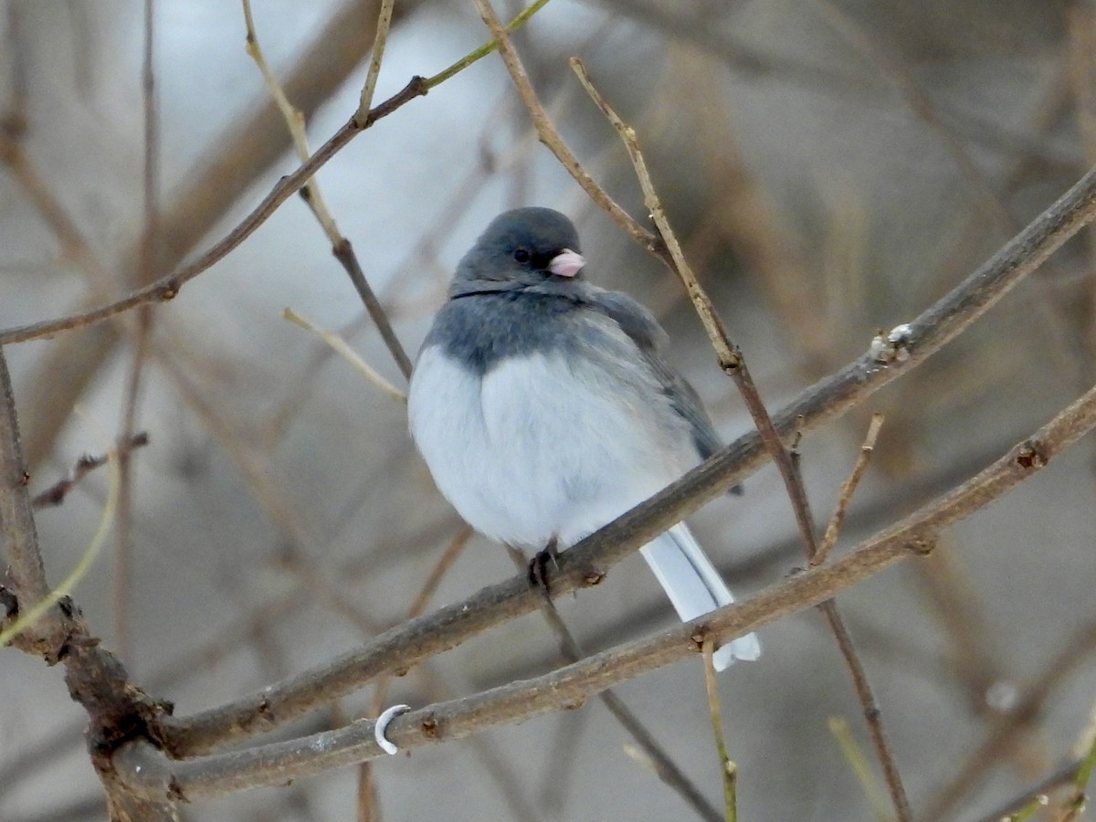 Junco Ojioscuro - ML646789565