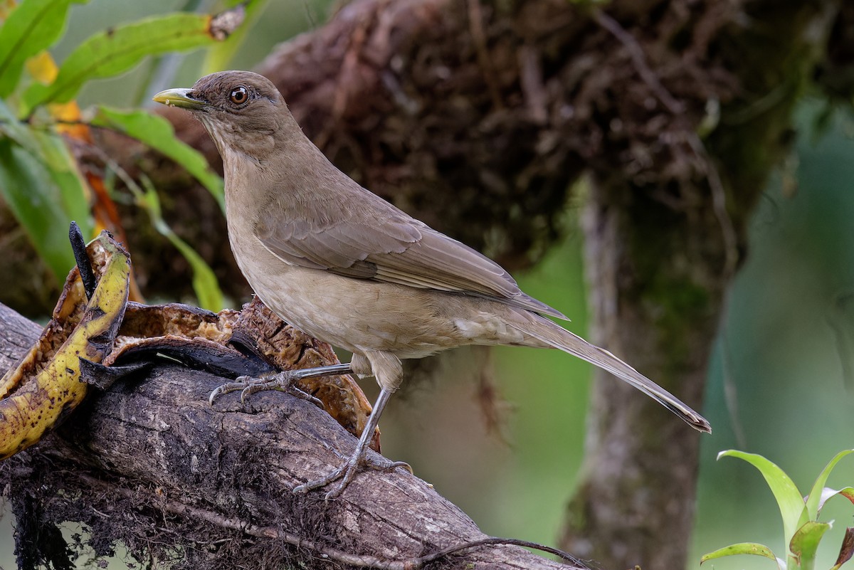 Clay-colored Thrush - ML646789566