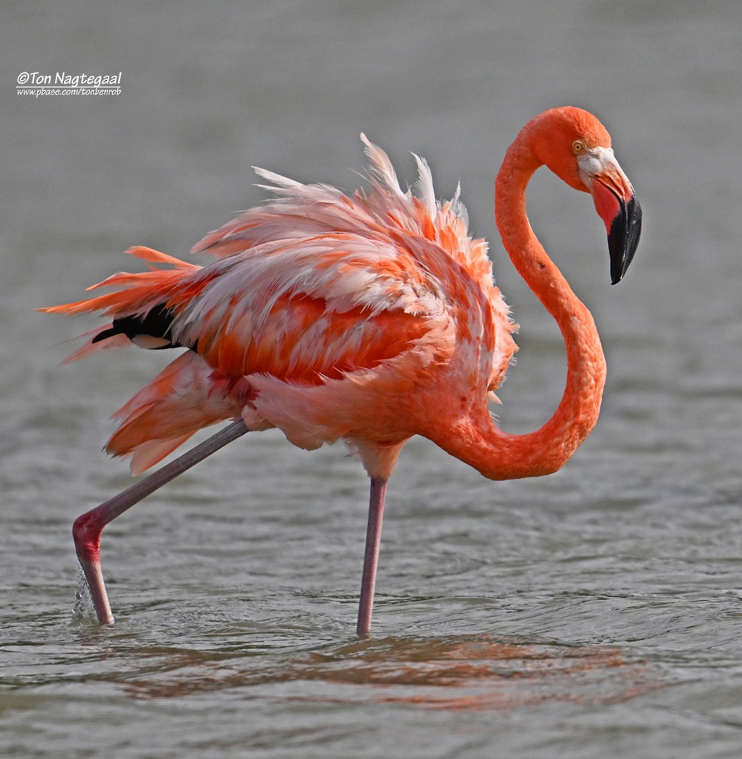 Красный фламинго - ML646789567