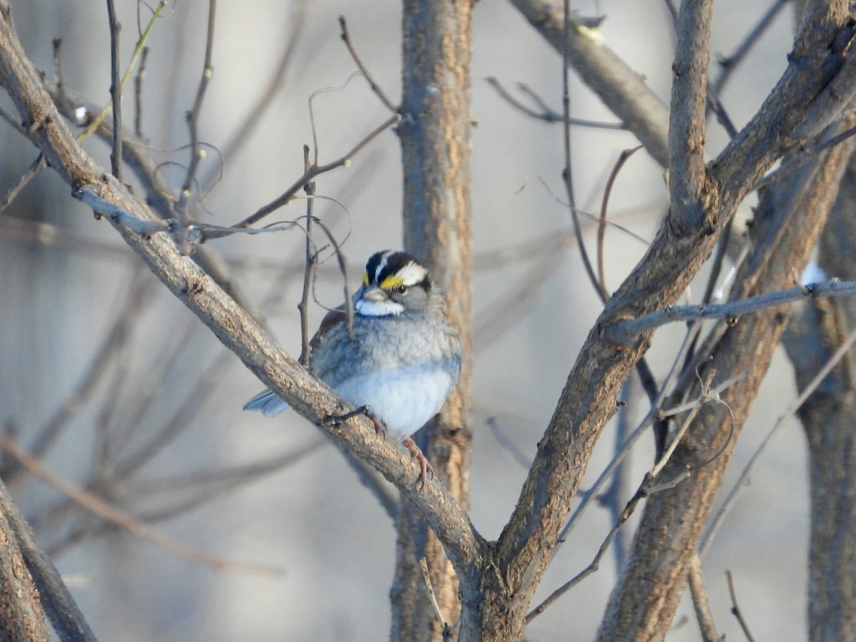 Chingolo Gorjiblanco - ML646789574