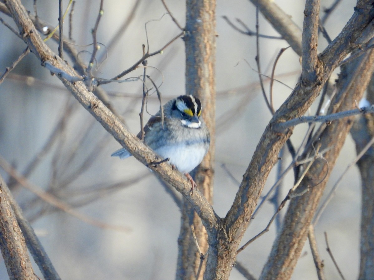 Chingolo Gorjiblanco - ML646789575