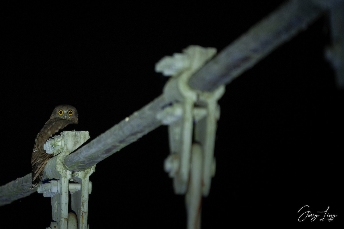 Brown Boobook - ML646789576