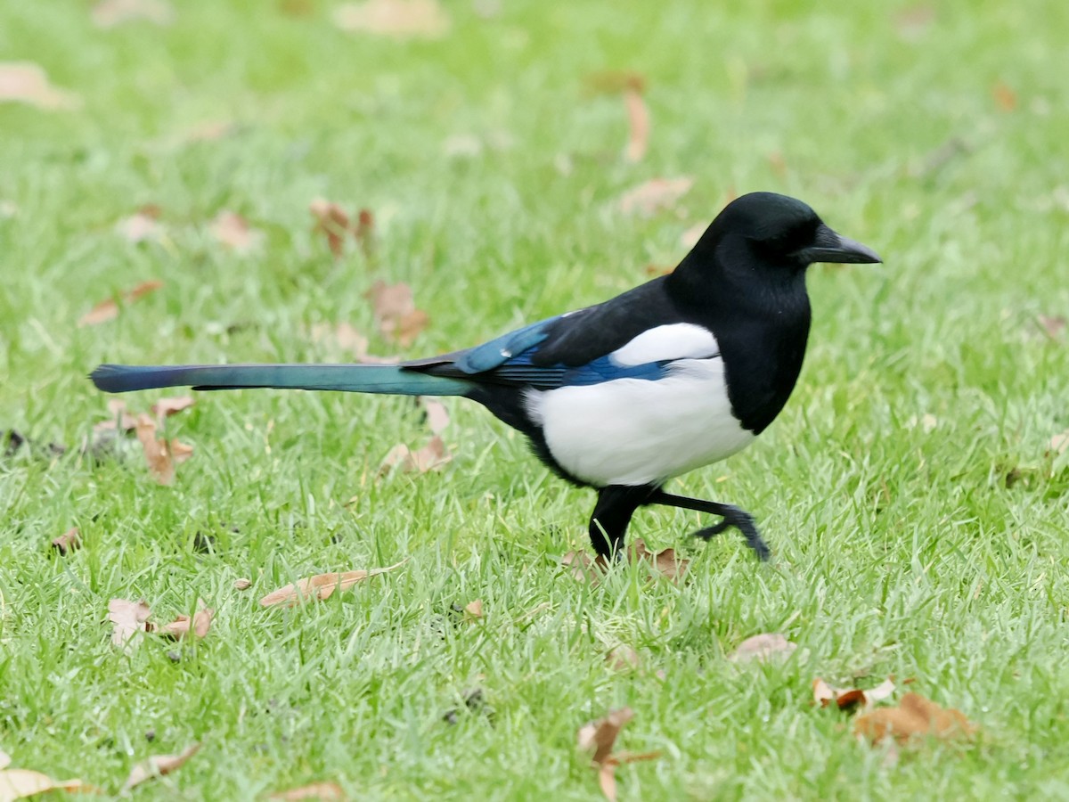 Eurasian Magpie - ML646789578