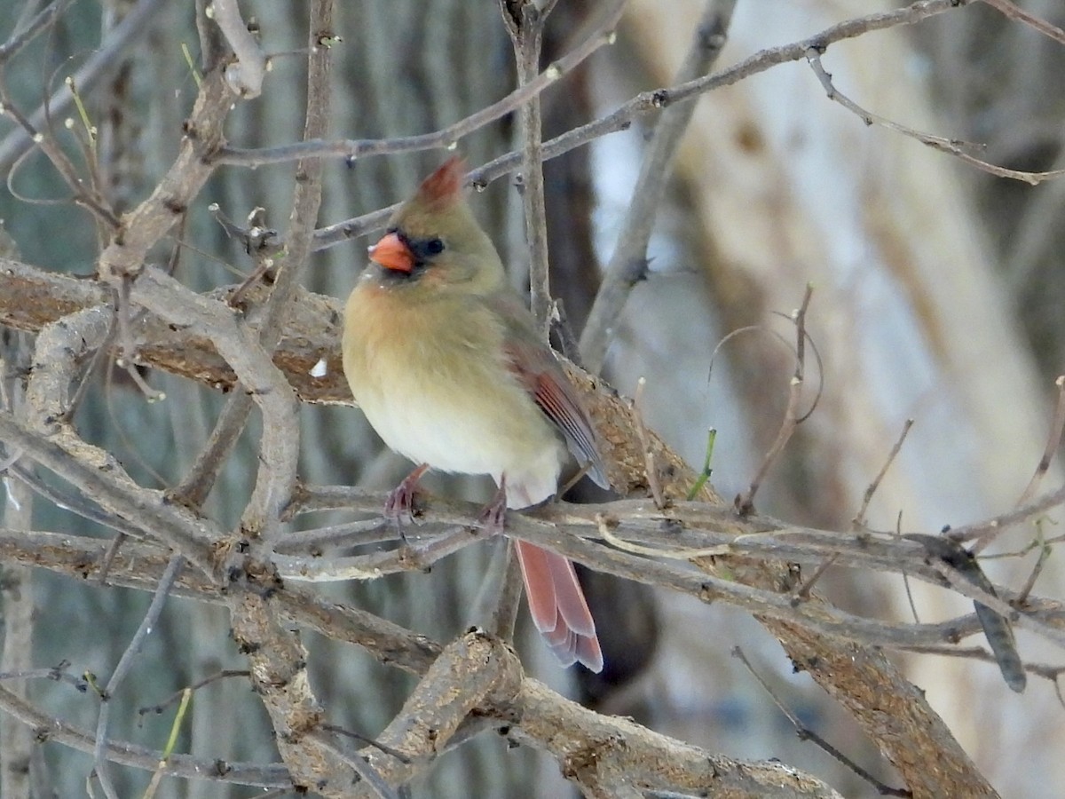Cardenal Norteño - ML646789579