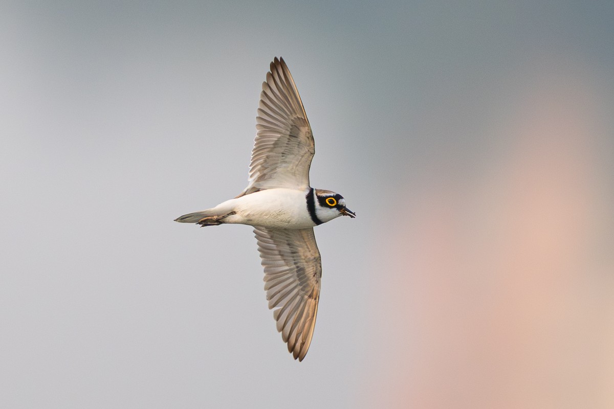 Little Ringed Plover - ML646789580