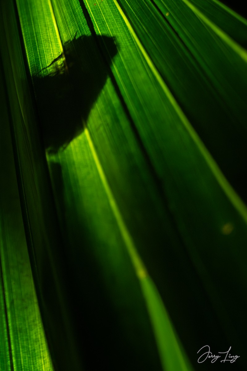 Asian Palm Swift - ML646789581