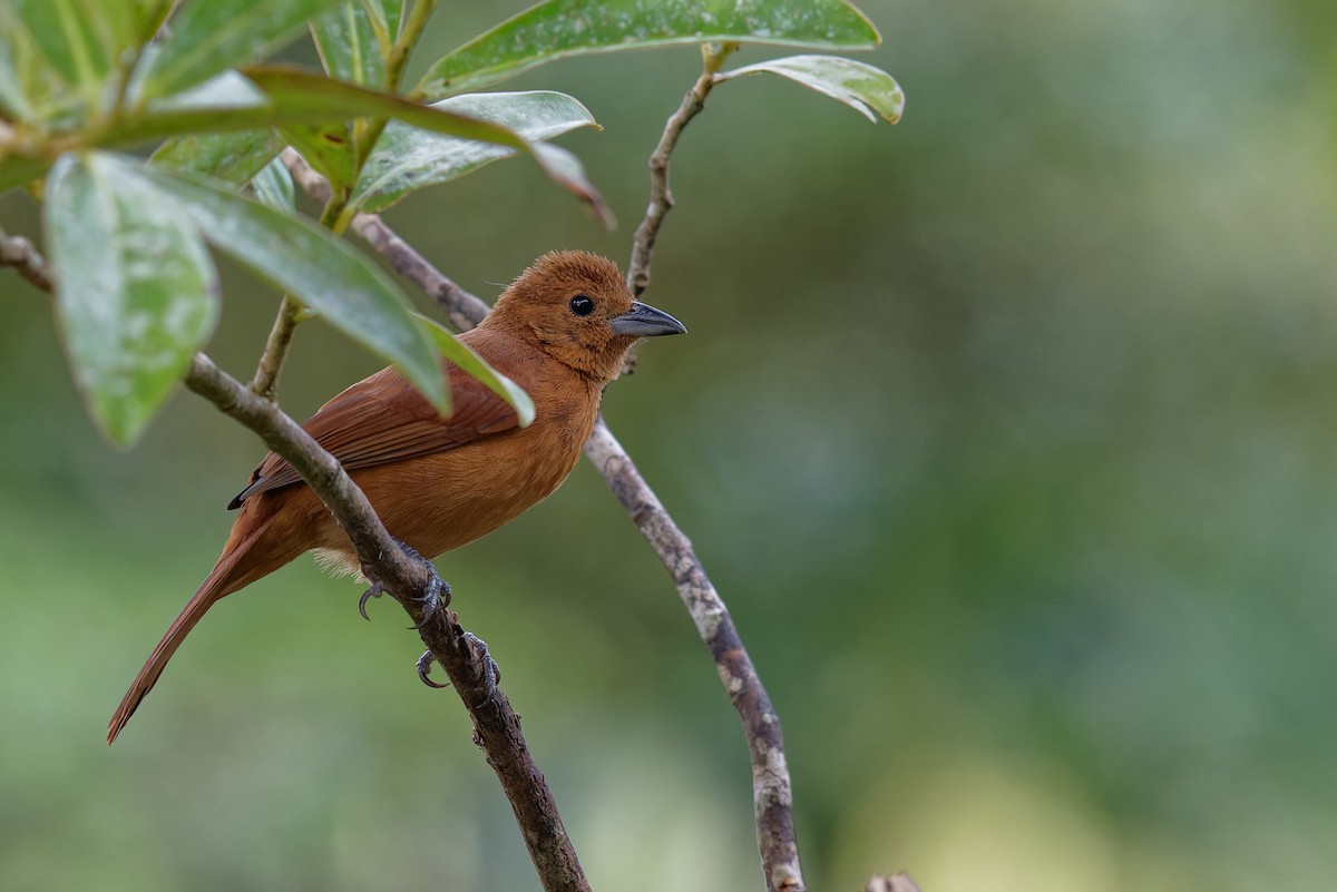 White-lined Tanager - ML646789582