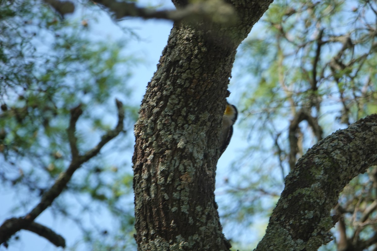 White-fronted Woodpecker - ML646789588