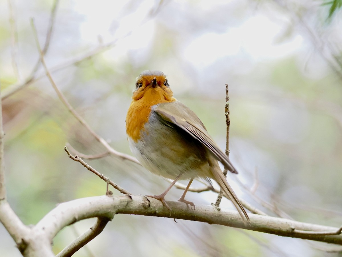 European Robin - ML646789589