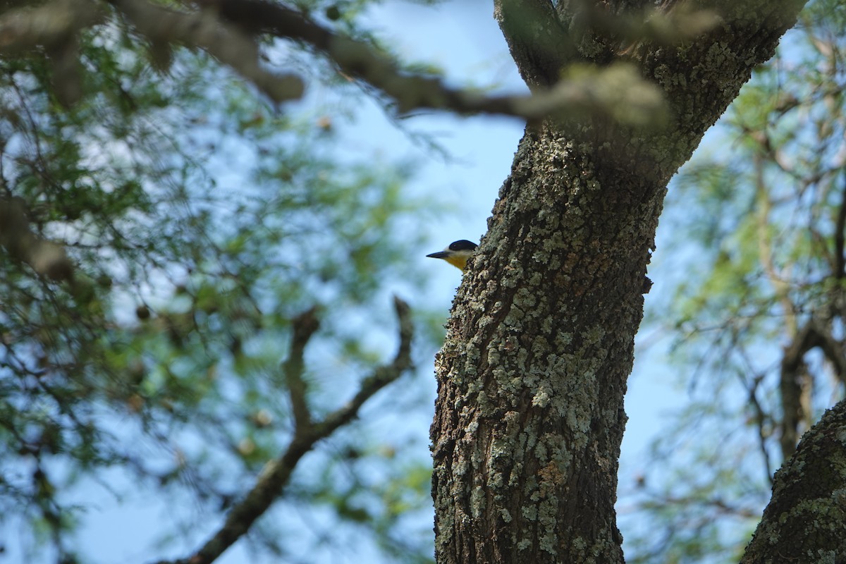 White-fronted Woodpecker - ML646789592